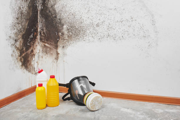 Best Attic Mold Removal  in Lyndon, KS
