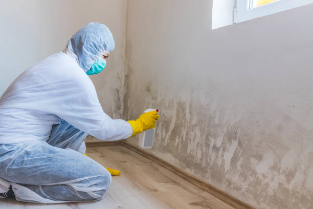 Best Office Mold Removal Services  in Lyndon, KS