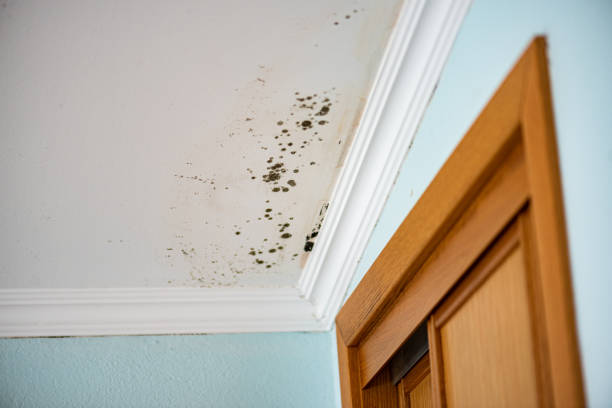 Attic Mold Removal in Lyndon, KS