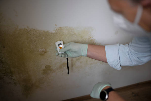 Professional Mold Removal in Lyndon, KS
