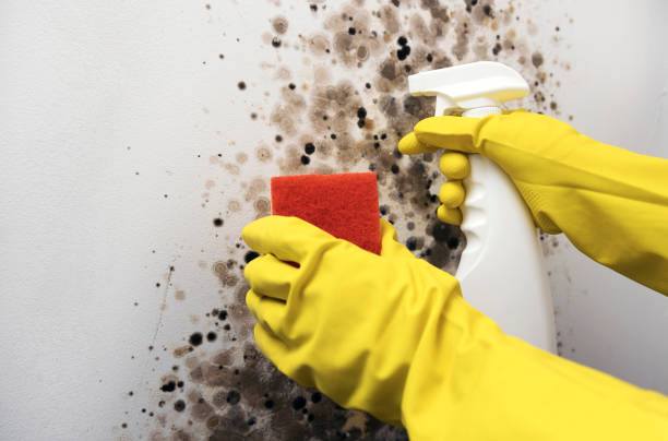Home Mold Removal in Lyndon, KS