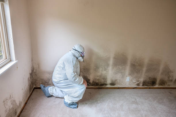 Best Affordable Mold Removal  in Lyndon, KS