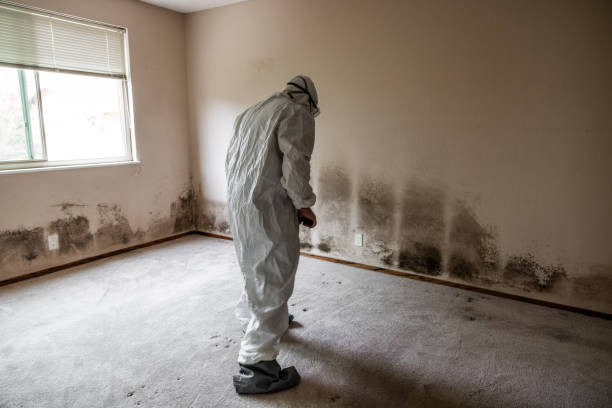 Best Mold Remediation  in Lyndon, KS