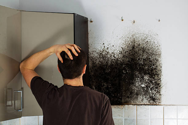Best Best Mold Removal Companies  in Lyndon, KS
