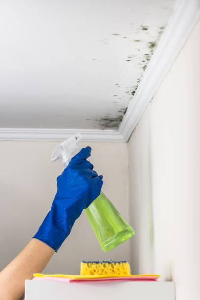 Best Local Mold Removal Service  in Lyndon, KS