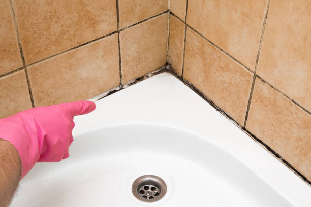 Best Home Mold Removal  in Lyndon, KS